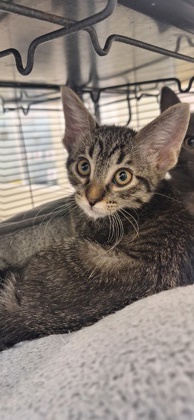 RACHEL - Domestic Shorthair / Mix available for adoption
