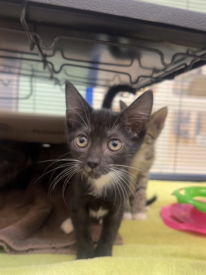 ADELE - Domestic Shorthair / Mix available for adoption