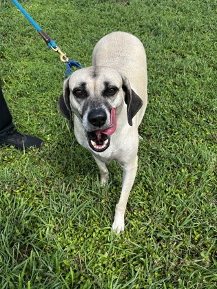 HANNA - Mixed Breed, Medium (up to 44 lbs fully grown) / Mix available for adoption