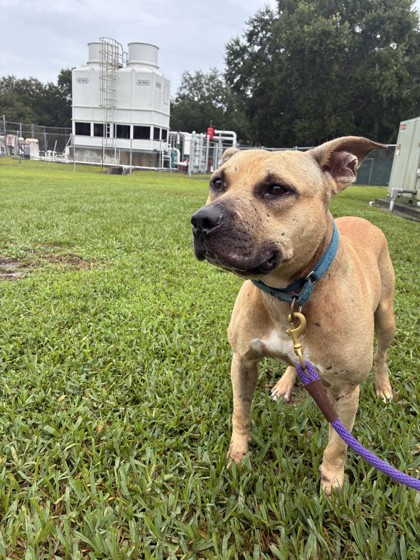 MUFASA - Mixed Breed, Large (over 44 lbs fully grown) / Mix available for adoption