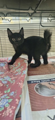 ROSS - Domestic Shorthair / Mix available for adoption