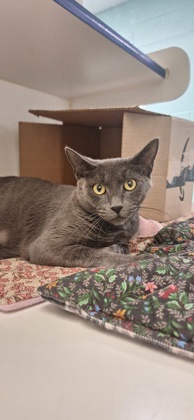 CENTRAL PERK - Domestic Shorthair / Mix available for adoption