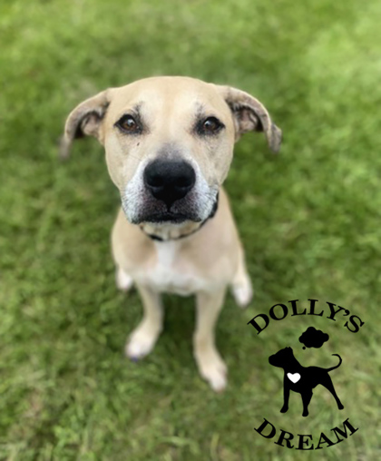 CLANCY - Mixed Breed, Large (over 44 lbs fully grown) / Mix available for adoption