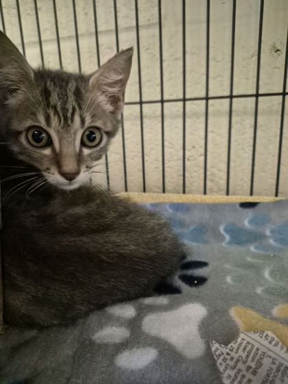 PEETA MELLARK - Domestic Shorthair / Mix available for adoption