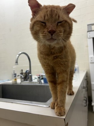 CALEB - Domestic Shorthair / Mix available for adoption