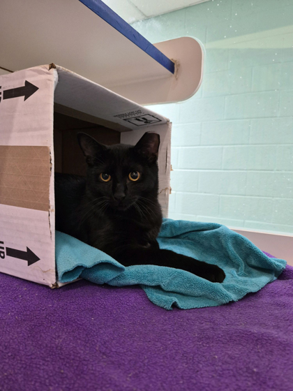 BUTTERNUT - Domestic Shorthair / Mix available for adoption