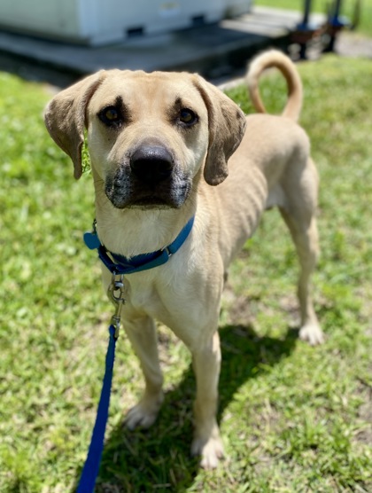 BONSAI - Mixed Breed, Medium (up to 44 lbs fully grown) / Mix available for adoption