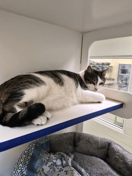 GIZMO - Domestic Shorthair / Mix available for adoption