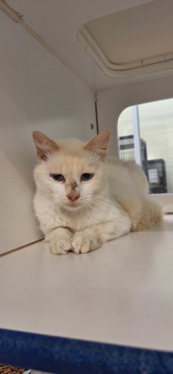 POLAR BEAR - Domestic Shorthair / Mix available for adoption