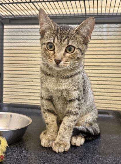 CHIP - Domestic Shorthair / Mix available for adoption