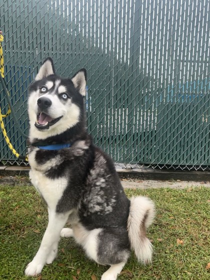 MR. PARKER - Mixed Breed, Large (over 44 lbs fully grown) / Mix available for adoption