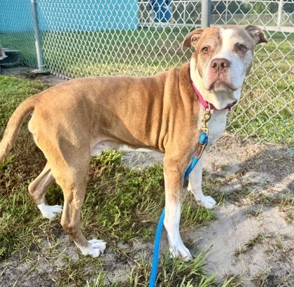 PRINCE - Mixed Breed, Large (over 44 lbs fully grown) / Mix available for adoption