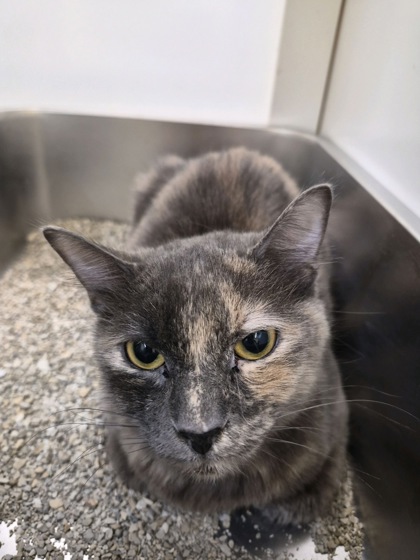 PISTOL - Domestic Shorthair / Mix available for adoption