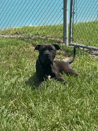 DIRK - Mixed Breed, Large (over 44 lbs fully grown) / Mix available for adoption