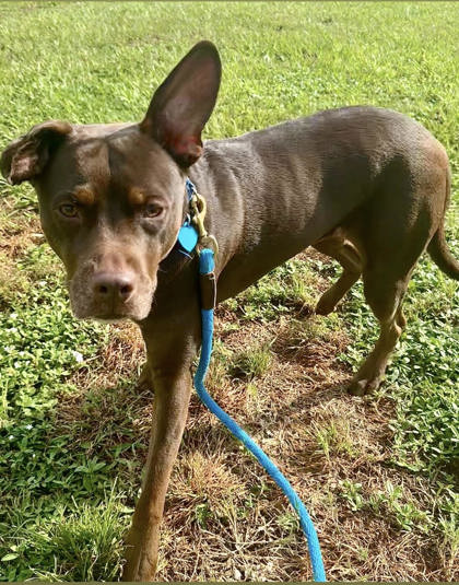 LOLA - Mixed Breed, Large (over 44 lbs fully grown) / Mix available for adoption