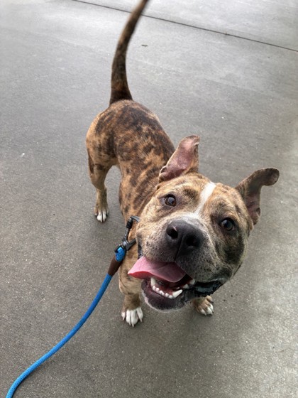 HAYMITCH - Mixed Breed, Medium (up to 44 lbs fully grown) / Mix available for adoption