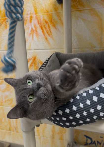 JACK SPARROW - Domestic Shorthair / Mix available for adoption