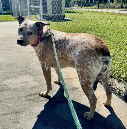 FOREST - Mixed Breed, Large (over 44 lbs fully grown) / Mix available for adoption