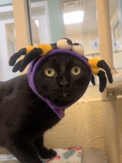 MEOW MEOW - Domestic Shorthair / Mix available for adoption