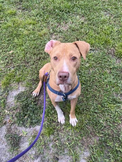 CHICO - Mixed Breed, Large (over 44 lbs fully grown) / Mix available for adoption