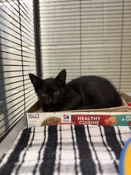 ALBUS - Domestic Shorthair / Mix available for adoption