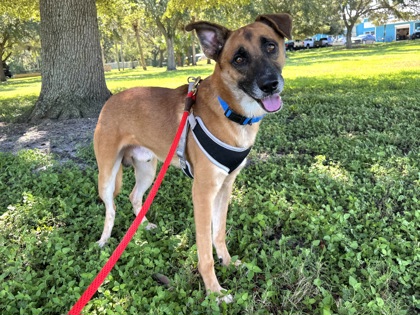 ROLLO - Mixed Breed, Large (over 44 lbs fully grown) / Mix available for adoption