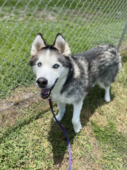 FLUFFY - Siberian Husky / Mix available for adoption