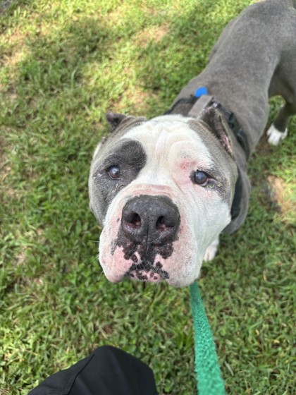 GOLIATH - Mixed Breed, Large (over 44 lbs fully grown) / Mix available for adoption