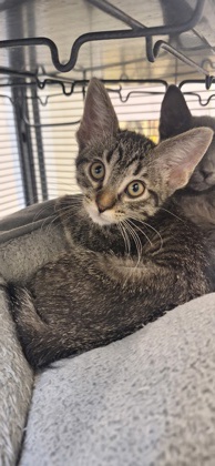 RACHEL - Domestic Shorthair / Mix available for adoption