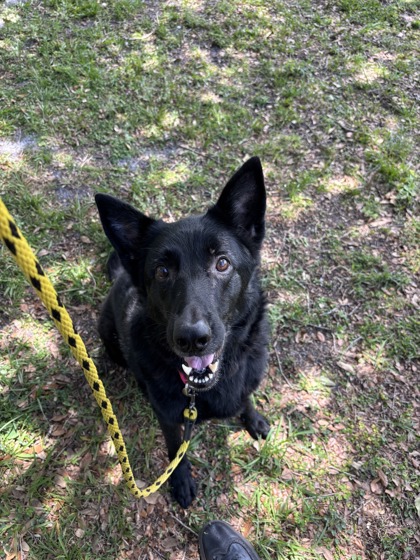 SHEEP - Mixed Breed, Large (over 44 lbs fully grown) / Mix available for adoption