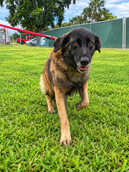 BETSY - Mixed Breed, Large (over 44 lbs fully grown) / Mix available for adoption