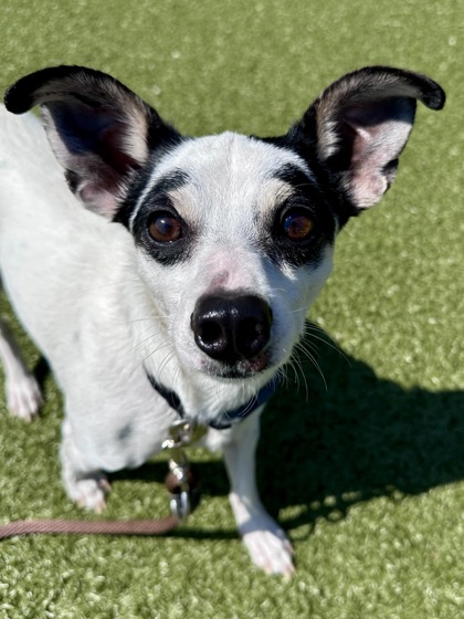 Main photo of Barney