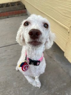 Main photo of Lily Grace