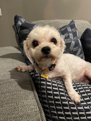 Main photo of Honey Bea