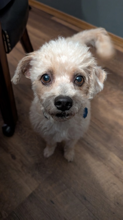 Main photo of Lily