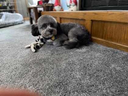 Main photo of Drako