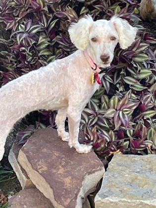 Main photo of Lily Grace