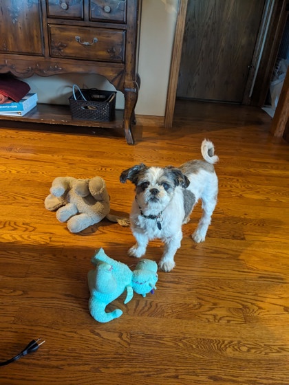 Main photo of Muffin