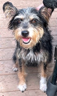 Main photo of Bobbi Sox