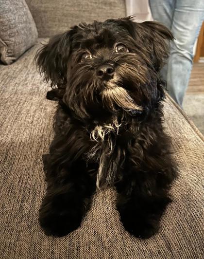 Main photo of Bentley