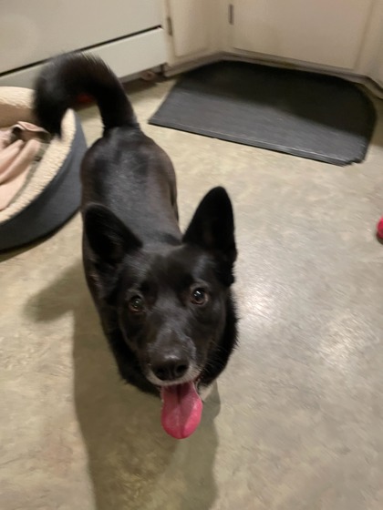 Main photo of Stella