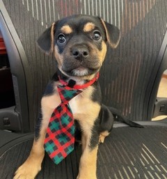 Main photo of Bennett