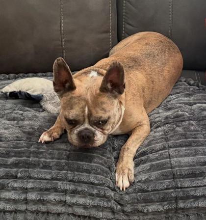 Main photo of Hank