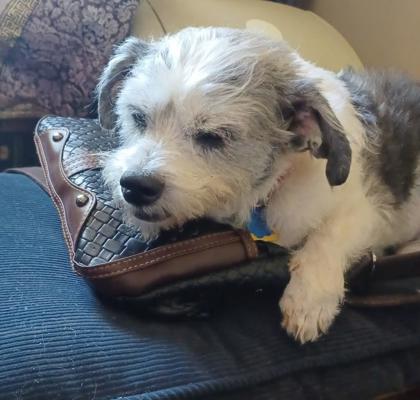 Main photo of Oreo