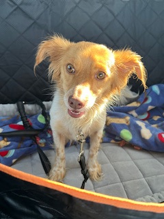 Main photo of Ozwald (Ozzy)