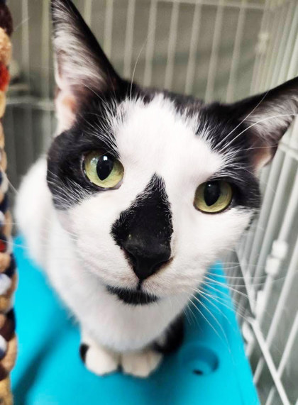 Available Cats - Oshkosh Area Humane Society