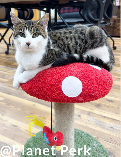 Available Cats - Oshkosh Area Humane Society