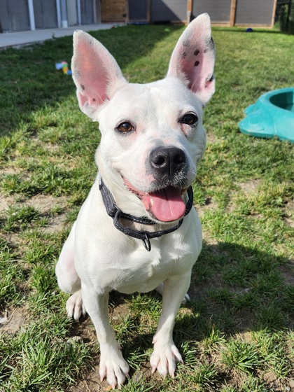 Nala photo