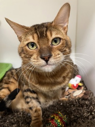 Tigger photo