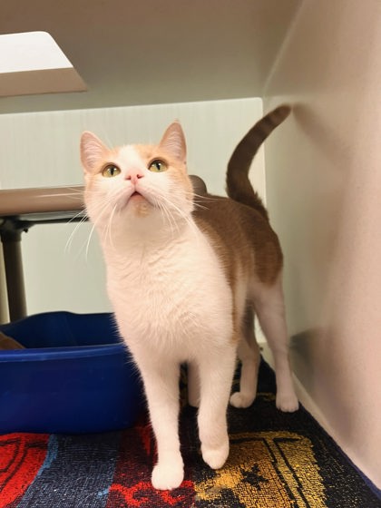 Peanut photo